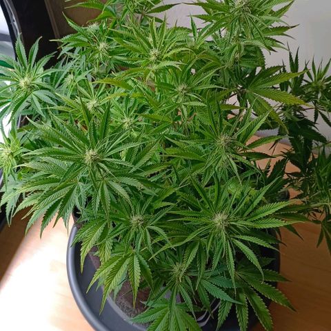 Purple Haze Auto #02. 06 growlog timeline photo