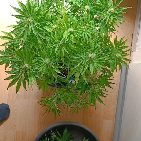 Purple Haze Auto #02. 06 growlog timeline photo