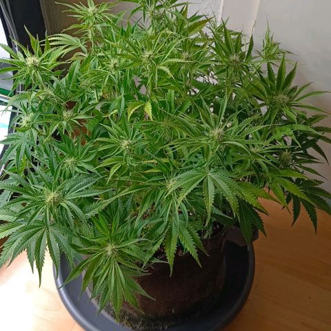Purple Haze Auto #02. 06 growlog timeline photo