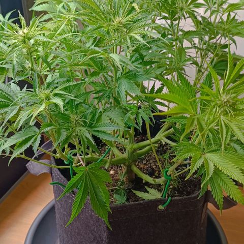Purple Haze Auto #01. 10 growlog timeline photo