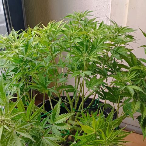 Purple Haze Auto #01. 10 growlog timeline photo