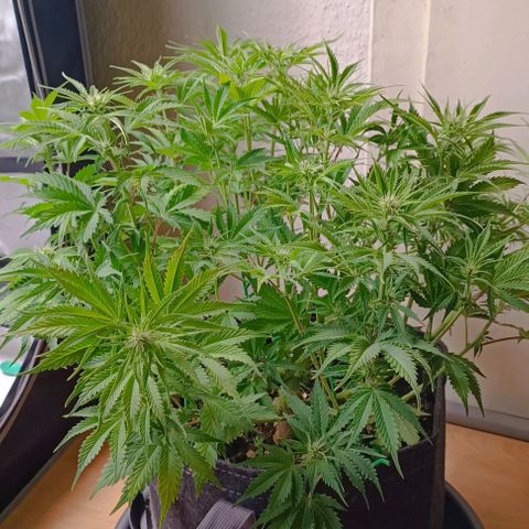 Purple Haze Auto #01. 10 growlog timeline photo