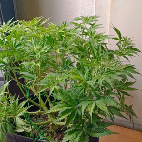 Purple Haze Auto #01. 10 growlog timeline photo