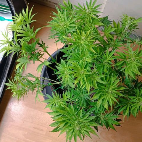 Purple Haze Auto #01. 10 growlog timeline photo