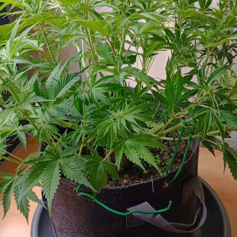 Purple Haze Auto #01. 10 growlog timeline photo