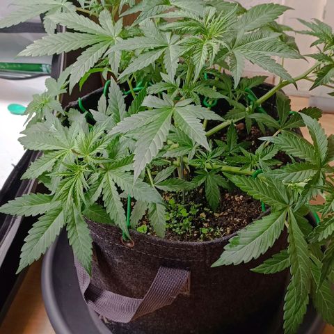 Wedding Cake Auto #03. 02 growlog timeline photo