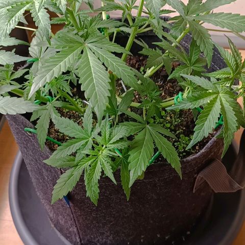 Wedding Cake Auto #03. 02 growlog timeline photo