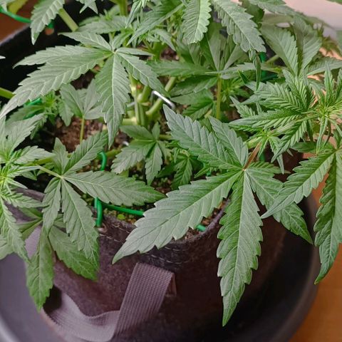 Wedding Cake Auto #03. 02 growlog timeline photo