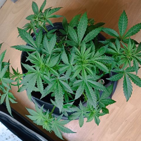 Wedding Cake Auto #03. 02 growlog timeline photo
