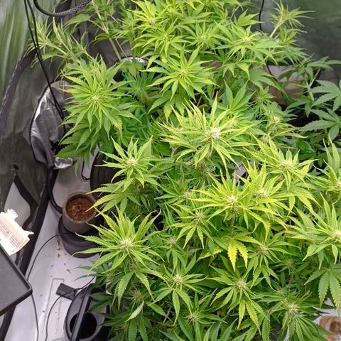 Purple Haze Auto #02. 06 growlog timeline photo