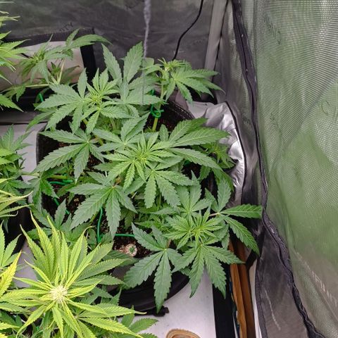 Purple Haze Auto #02. 06 growlog timeline photo
