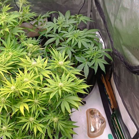 Purple Haze Auto #02. 06 growlog timeline photo