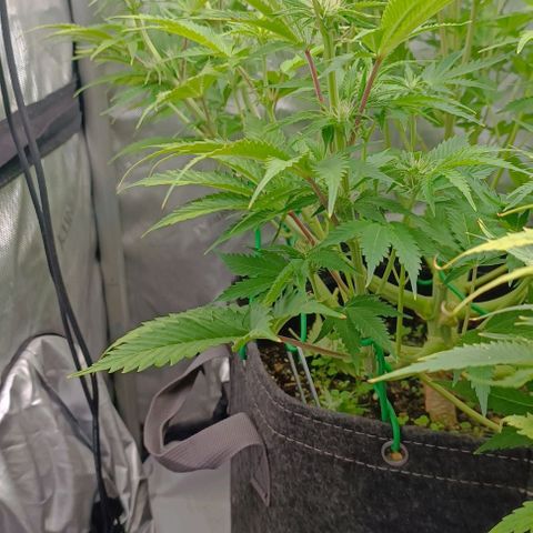 Purple Haze Auto #01. 10 growlog timeline photo