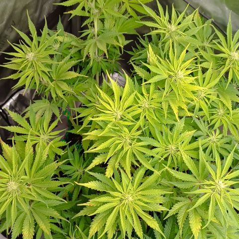Purple Haze Auto #01. 10 growlog timeline photo