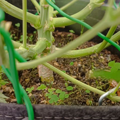 Purple Haze Auto #01. 10 growlog timeline photo