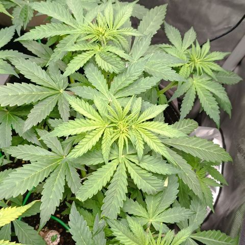Wedding Cake Auto #03. 02 growlog timeline photo
