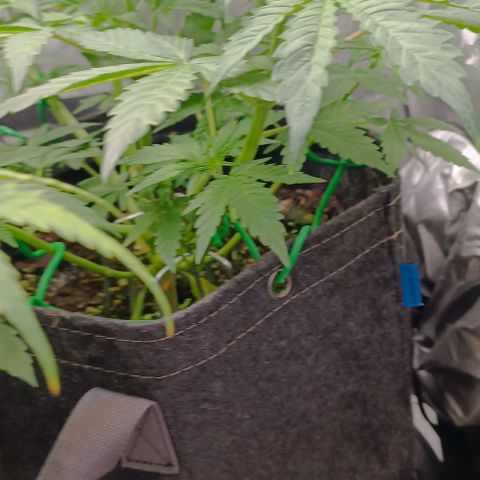 Wedding Cake Auto #03. 02 growlog timeline photo