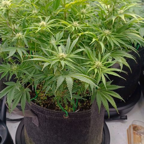 Purple Haze Auto #02. 06 growlog timeline photo
