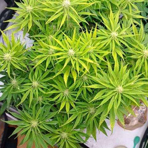 Purple Haze Auto #02. 06 growlog timeline photo