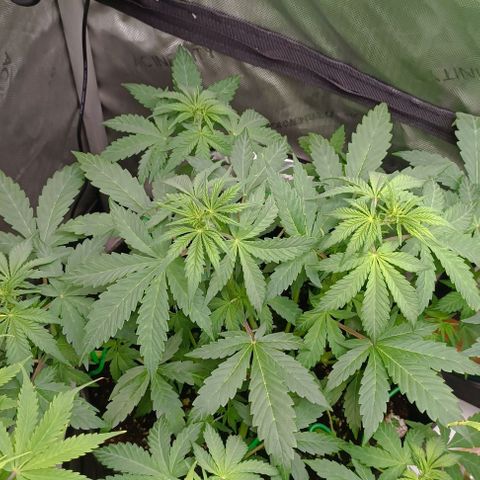 Wedding Cake Auto #03. 02 growlog timeline photo