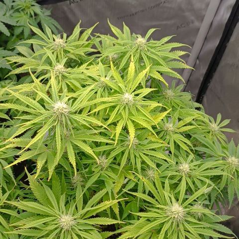 Purple Haze Auto #02. 06 growlog timeline photo
