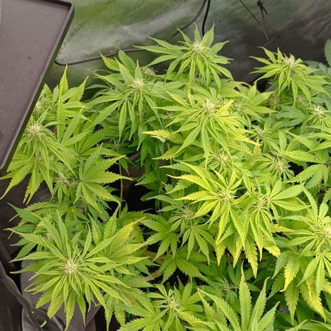 Purple Haze Auto #01. 10 growlog timeline photo