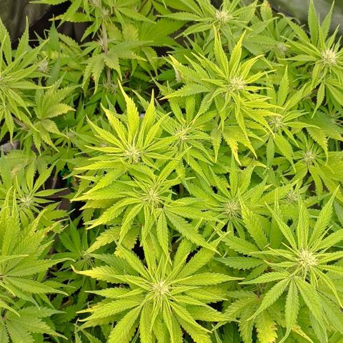 Purple Haze Auto #01. 10 growlog timeline photo