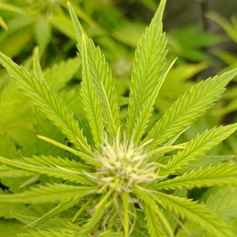 Purple Haze Auto #01. 10 growlog timeline photo