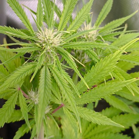 Purple Haze Auto #01. 10 growlog timeline photo