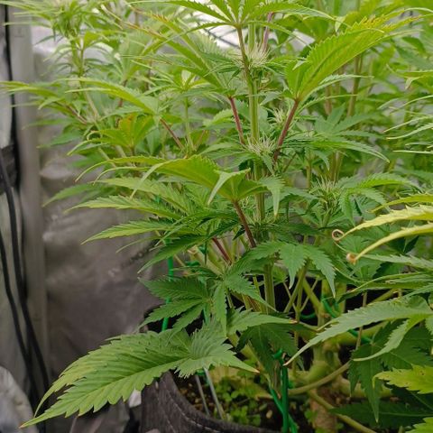 Purple Haze Auto #01. 10 growlog timeline photo