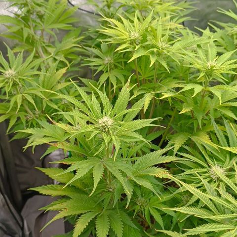 Purple Haze Auto #01. 10 growlog timeline photo
