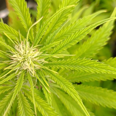 Purple Haze Auto #01. 10 growlog timeline photo