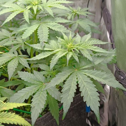 Wedding Cake Auto #03. 02 growlog timeline photo