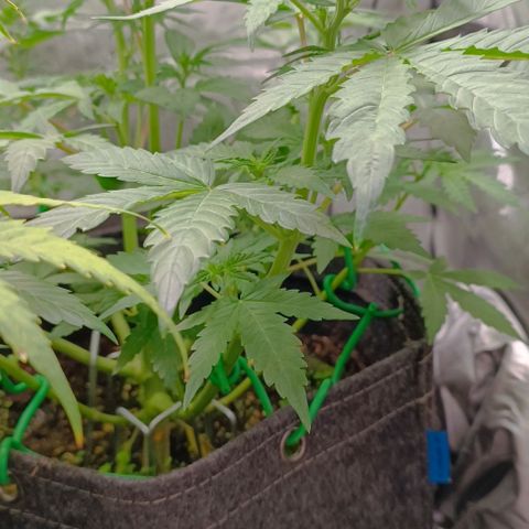 Wedding Cake Auto #03. 02 growlog timeline photo