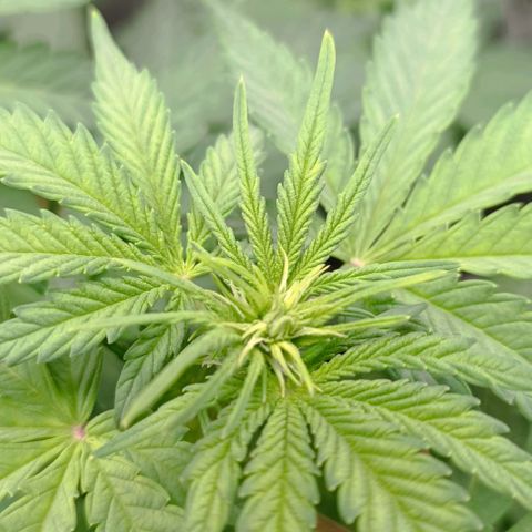 Wedding Cake Auto #03. 02 growlog timeline photo