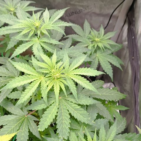 Wedding Cake Auto #03. 02 growlog timeline photo