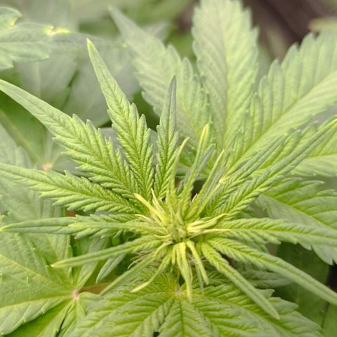 Wedding Cake Auto #03. 02 growlog timeline photo