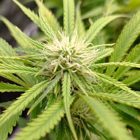 Purple Haze Auto #02. 06 growlog timeline photo