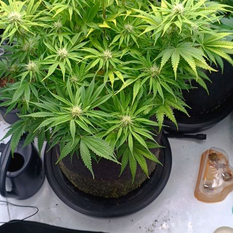 Purple Haze Auto #02. 06 growlog timeline photo