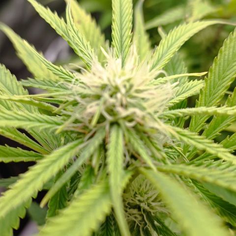Purple Haze Auto #02. 06 growlog timeline photo
