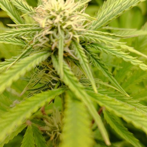 Purple Haze Auto #02. 06 growlog timeline photo