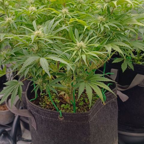 Purple Haze Auto #02. 06 growlog timeline photo