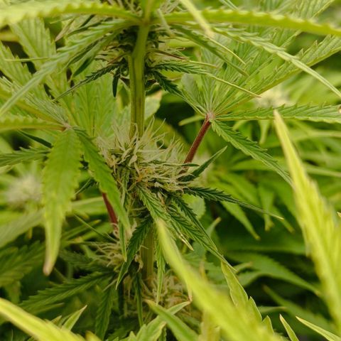 Purple Haze Auto #02. 06 growlog timeline photo