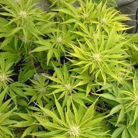 Purple Haze Auto #01. 10 growlog timeline photo
