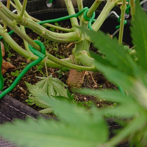 Purple Haze Auto #01. 10 growlog timeline photo