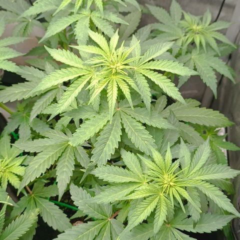 Wedding Cake Auto #03. 02 growlog timeline photo