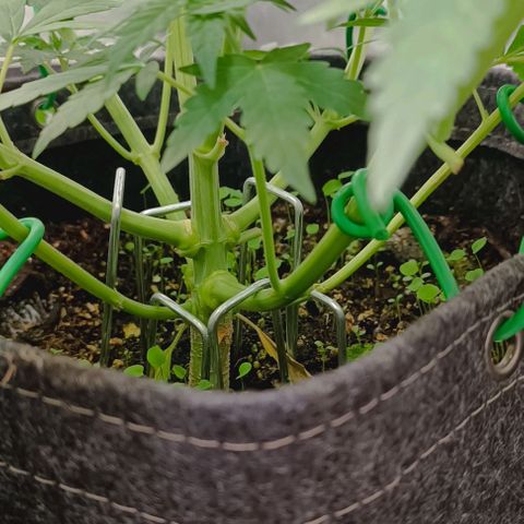 Wedding Cake Auto #03. 02 growlog timeline photo