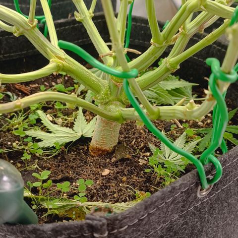 Purple Haze Auto #02. 06 growlog timeline photo