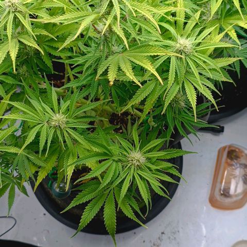 Purple Haze Auto #02. 06 growlog timeline photo