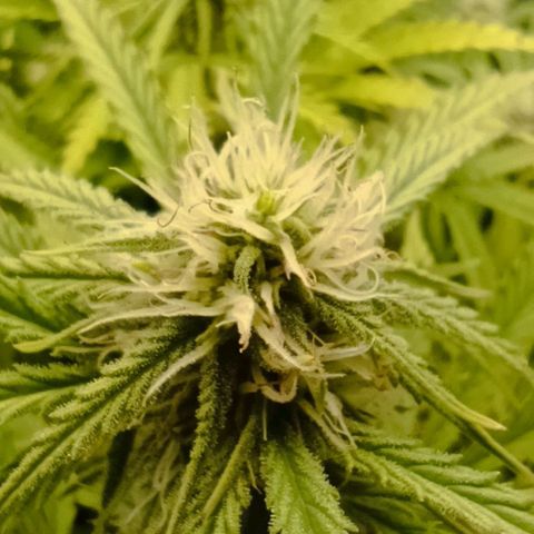 Purple Haze Auto #02. 06 growlog timeline photo